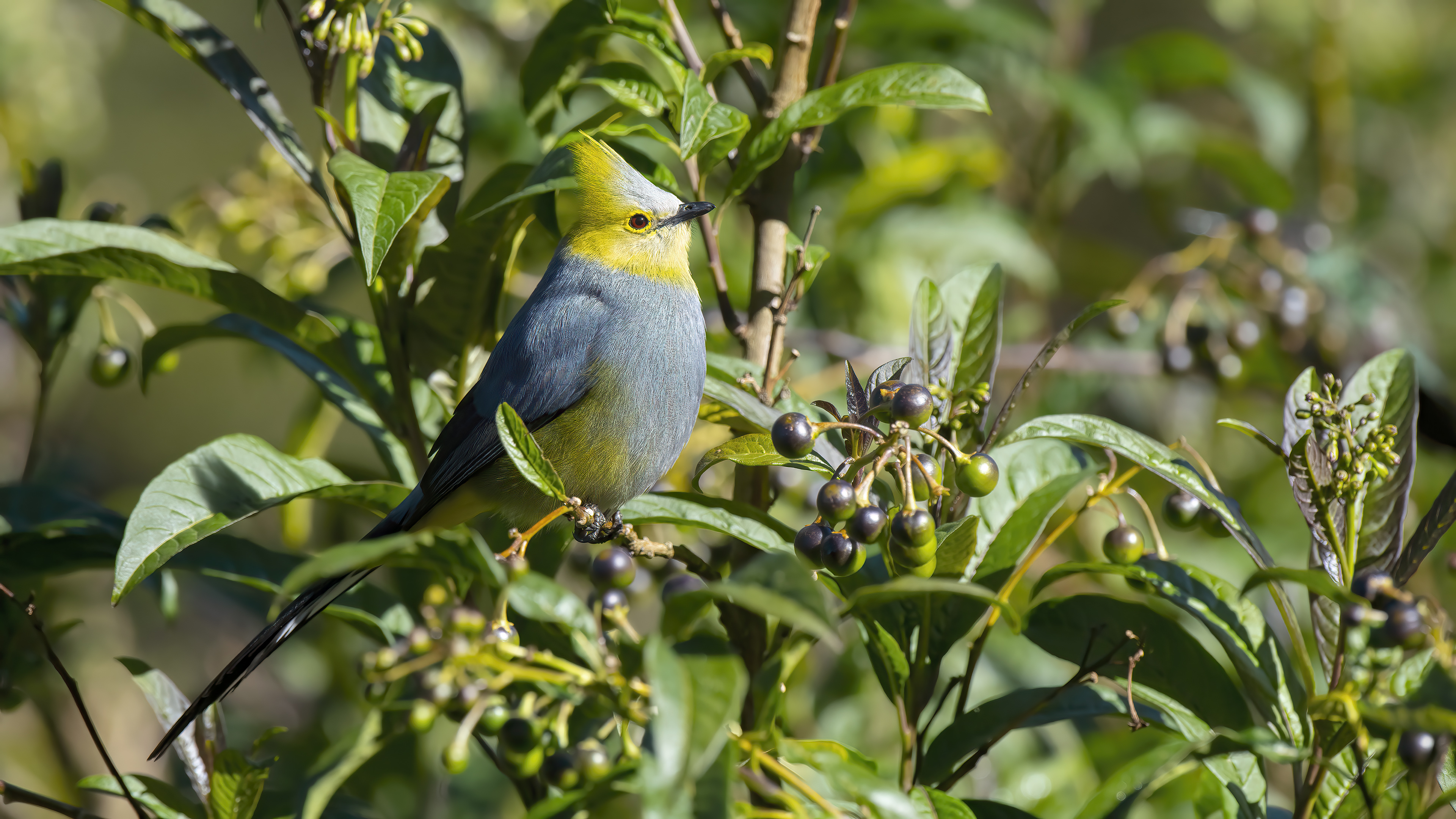 Long-tailed Silky-flycatcher — Ana fotoğraf